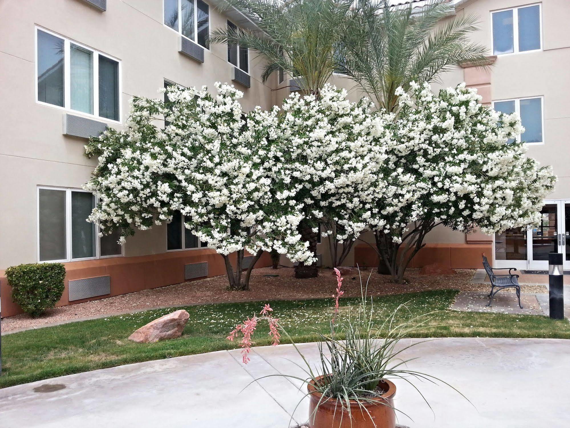 Hotel Mojave Edge Mesquite Zewnętrze zdjęcie