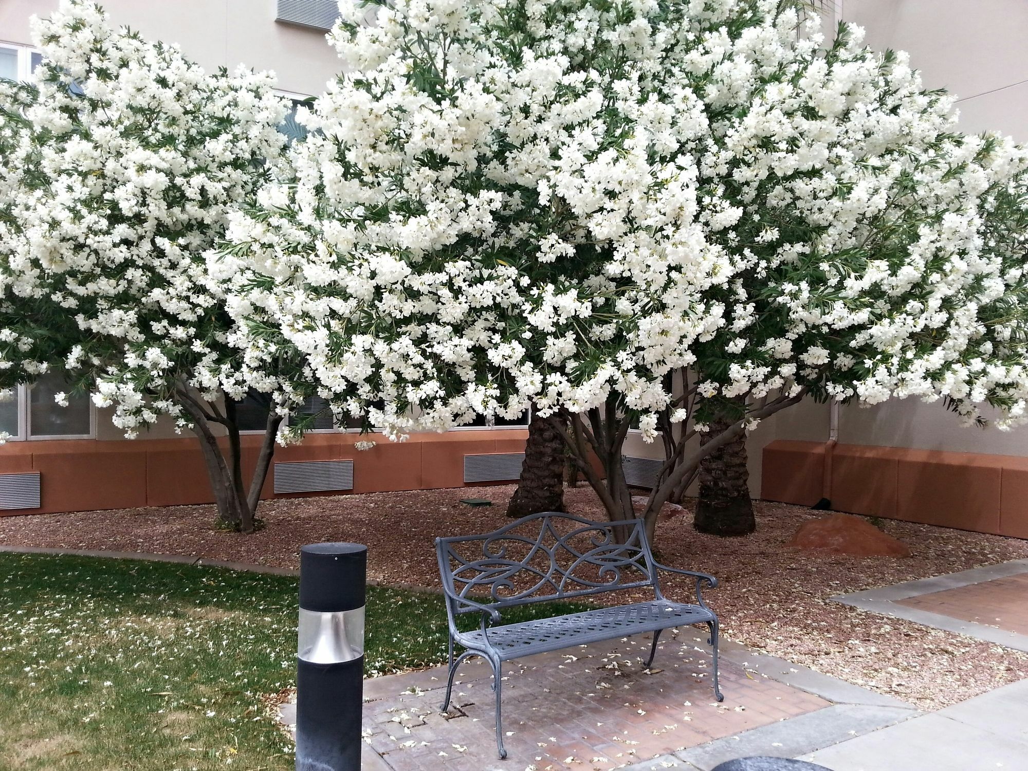 Hotel Mojave Edge Mesquite Zewnętrze zdjęcie